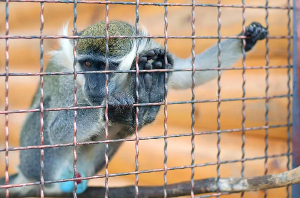 Monkey sitting in a cage  looks sad