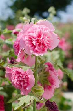 Güzel pembe yemyeşil çiçek, mallow, alcea
