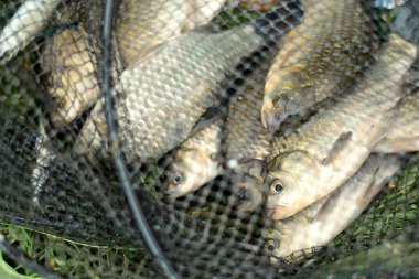 Metal kafeste canlı nehir haçı balıkları, balık yakalar.