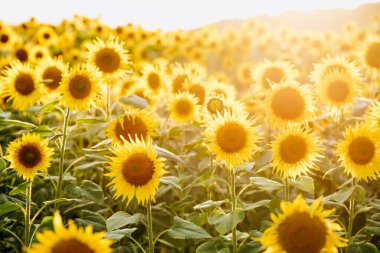 Güneşin batışındaki yaz ayçiçeği tarlasının güzel ön manzarası