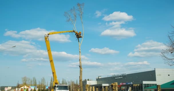 Een houthakker zaagt een boom om met een kettingzaag. vernietiging van vergroening in steden. bescherming van het milieu. — Stockvideo