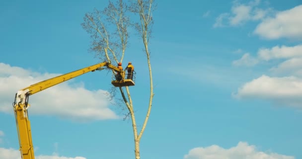 Un leñador está talando un árbol con una motosierra. destrucción de la ecologización en las ciudades. la protección del medio ambiente. — Vídeo de stock