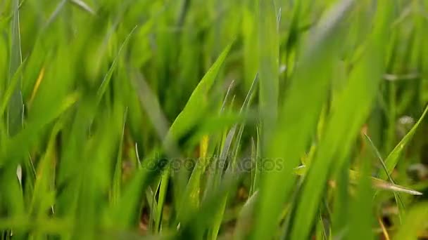 Detail jasně zářivé zelené trávy. Přírodní pozadí abstraktní zelené trávy a krásy stírat bokeh. Selektivní fokus zblízka pro abstraktní rozmazaný v záběru.