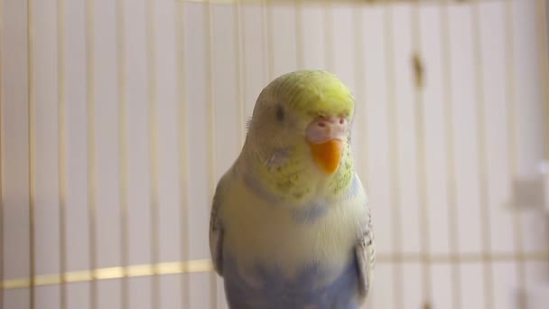 Undulat på nära håll i en fågelbur. Undulat. Rolig undulaten i en bur på fönstret. Grön undulat i fågelbur. Home's pet. Undulat på nära håll i en fågelbur. Undulat. Rolig undulaten i en bur på fönstret. Grön undulat i fågelbur. Home's pet.