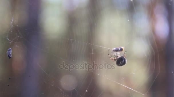 Spider hunting the fly on his his web. Spider spinning a web. — Stock Footage Spider hunting the fly on his his web. Spider spinning a web. Stock Footage