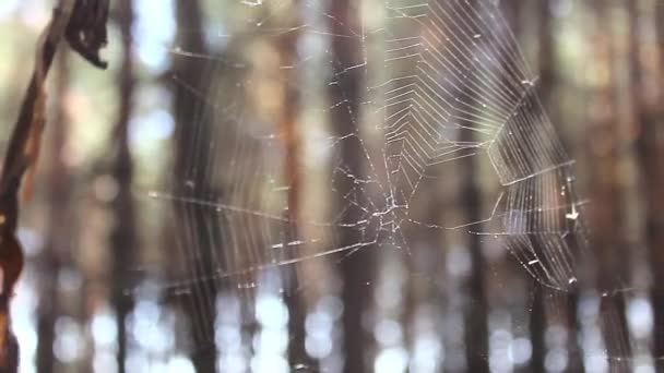 Spider hunting the fly on his his web. Spider spinning a web. — Stock Footage Spider hunting the fly on his his web. Spider spinning a web. Royalty Free Stock Video