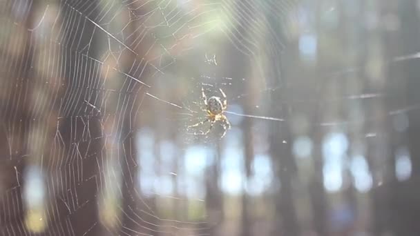 Spider hunting the fly on his his web. Spider spinning a web. — Stock Footage Spider hunting the fly on his his web. Spider spinning a web. Royalty Free Stock Footage