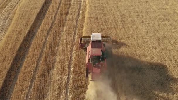 Aerial view on combine harvester agriculture machine harvesting golden ripe wheat field at sunset. Harvesting grain field, crop season.