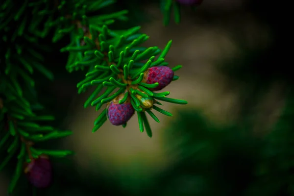 Pine tree macro — Stock Photo, Image