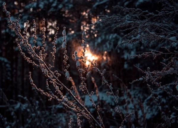 Totholz am Sonnenuntergang Wald — Stockfoto