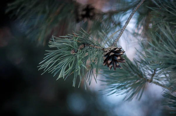 Pine cones on the sky background — Stock Photo, Image