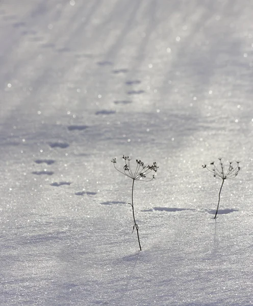 Pistas de ratón en la nieve . — Foto de Stock