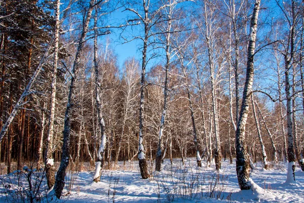 Forêt de bouleaux d'hiver — Photo