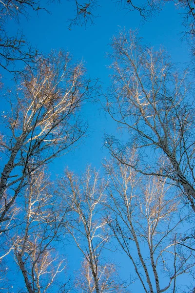 Forêt de bouleaux d'hiver — Photo