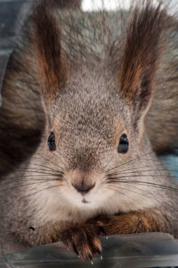 Kış ormanındaki sincap