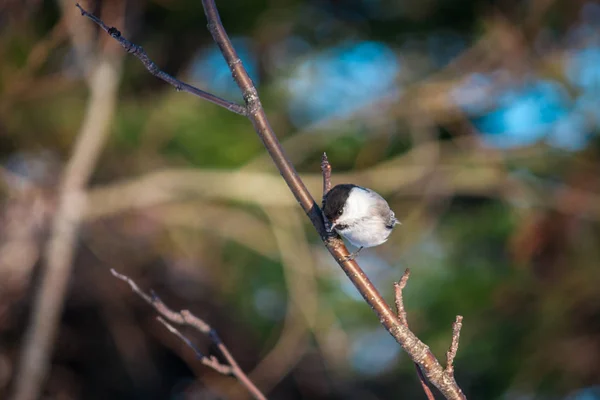 Pájaro titmouse en la naturaleza salvaje — Foto de Stock