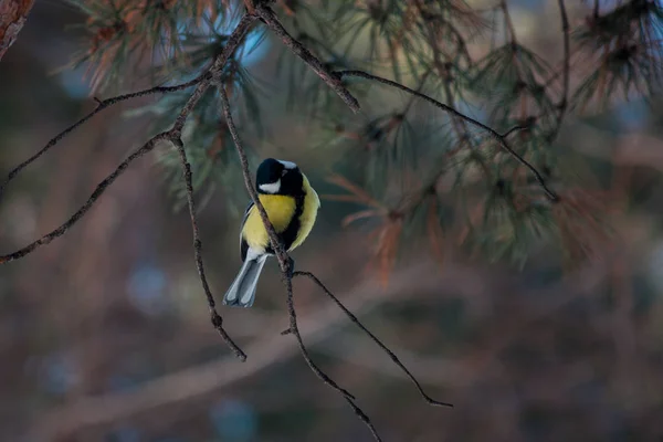 Пташка синиця в дикій природі — стокове фото