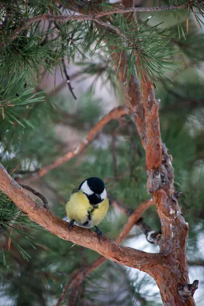 野生の自然の中で鳥の四十雀 — ストック写真