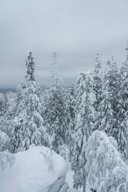 Peyzaj dağlar karlı ağaçların. kış orman temiz taze karla kaplı. Yeni yıl aktif tatil uzun bir yürüyüş. Noel içinde doğa yürüyüşleri.