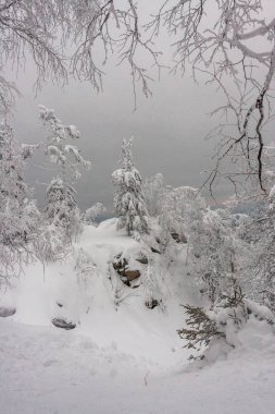 Doğa Noel masalı. Beyaz temiz taze kar ladin ve çam kış orman kaplı. Yürüyüş için güzel zaman ve Ocak ayında açık hava etkinlikleri. düzen için hazır arka plan