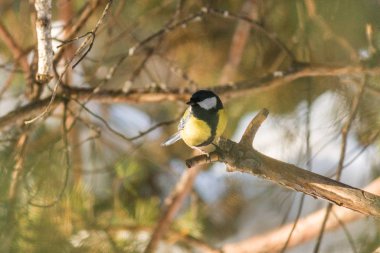 Kuş büyük baştankara veya Parus major. İlkbahar/Yaz ormandaki bir dal üzerinde oturan. Kuş mavi baştankara renkli dallar arasında bahçesinde oturan. Doğal arka plan. 