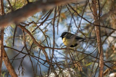 Kuş büyük baştankara veya Parus major. İlkbahar/Yaz ormandaki bir dal üzerinde oturan. Kuş mavi baştankara renkli dallar arasında bahçesinde oturan. Doğal arka plan. 