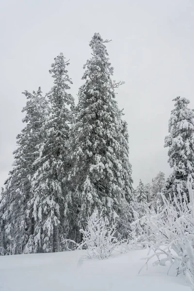 Christmas Tale Naturen Täckt Med Vit Ren Frisk Snö Gran — Stockfoto