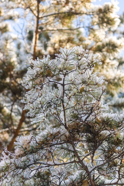 Paisaje Del Bosque Invierno Los Rayos Del Sol Adornan Maravillosamente — Foto de Stock