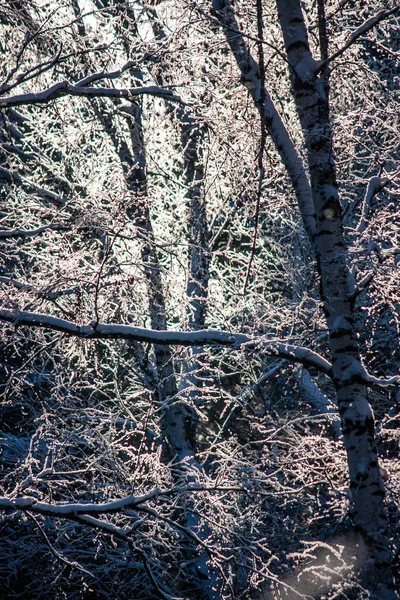 Winter Forest Landscape Sun Rays Beautifully Adorn Branches Covered Fresh — Stock Photo, Image