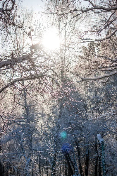 winter forest landscape. the sun\'s rays beautifully adorn the branches covered with fresh white snow.