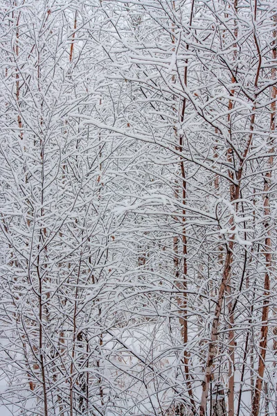 Молодой Березовый Лес Покрытый Свежим Белым Снегом Зимний Пейзаж Леса — стоковое фото