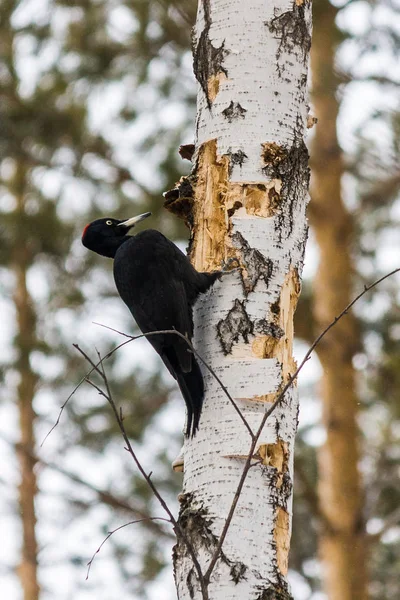 Pájaro Carpintero Invierno Abedul Nevadas Bosque Invernal Sus Aves — Foto de Stock