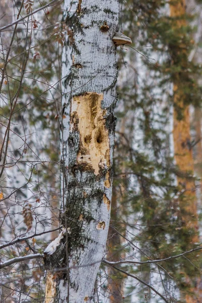 Specht Winter Berken Sneeuwval Winter Forest Vogels — Stockfoto