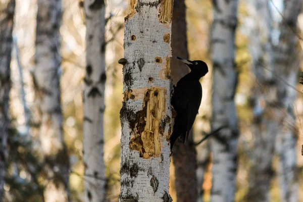 Pic Hiver Sur Bouleau Chutes Neige Forêt Hiver Ses Oiseaux — Photo