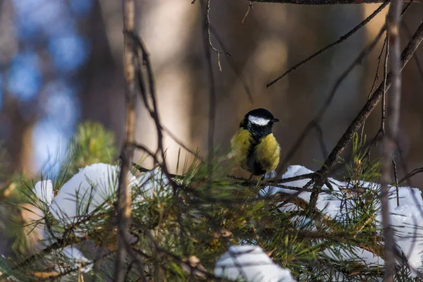Die Vogelmeise Sitzt Auf Einem Kiefernzweig Spätherbst Oder Früher Winter — Stockfoto