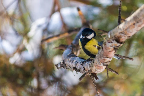 Teta Pájaro Está Sentada Una Rama Pino Finales Del Otoño — Foto de Stock