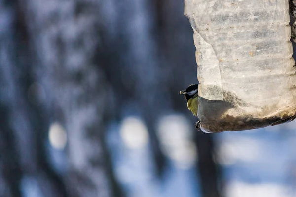 Oiseau Mange Mangeoire Hiver Tir Avec Des Oiseaux Gelés Vol — Photo