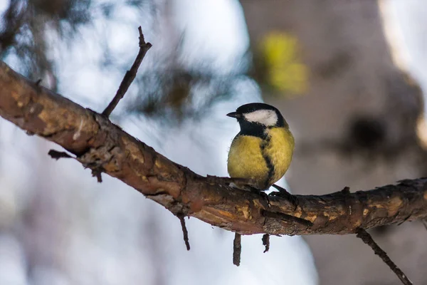 鳥シジュウカラは 松の枝に座っています 遅い秋または早い冬 鳥をクローズ アップ — ストック写真