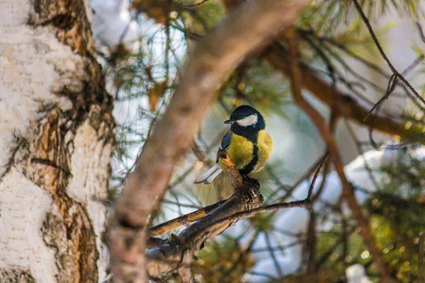 鳥シジュウカラは 松の枝に座っています 遅い秋または早い冬 鳥をクローズ アップ — ストック写真