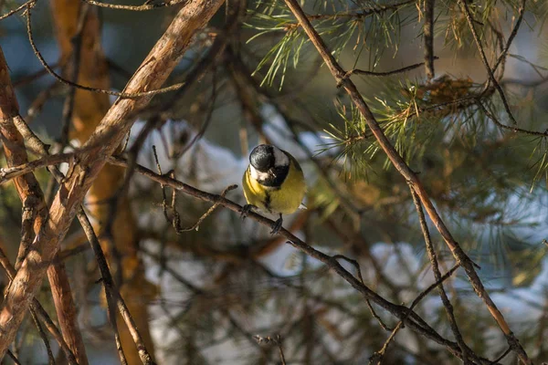 Ptak Bogatka Lub Parus Major Siedzący Gałęzi Lesie Wiosna Lato — Zdjęcie stockowe