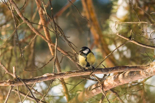 Ptak Bogatka Lub Parus Major Siedzący Gałęzi Lesie Wiosna Lato — Zdjęcie stockowe
