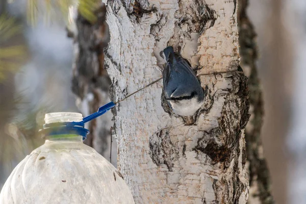 Nuthatch Feeders Looking Food Crawling Upside Trunk Birch Birds Close — Stock Photo, Image
