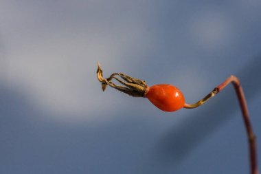 Kuşburnu kışın. Tıbbi decoctions ve çaylar için hammadde. yararlı ve doğal gıda takviyeleri