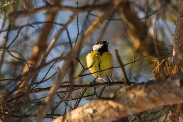 Bird Great Tit Parus Major Assis Sur Une Branche Dans — Photo