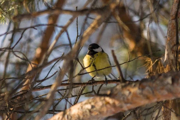 Μεγάλη Tit Πουλί Parus Μεγάλες Κάθεται Ένα Κλαδί Στο Δάσος — Φωτογραφία Αρχείου