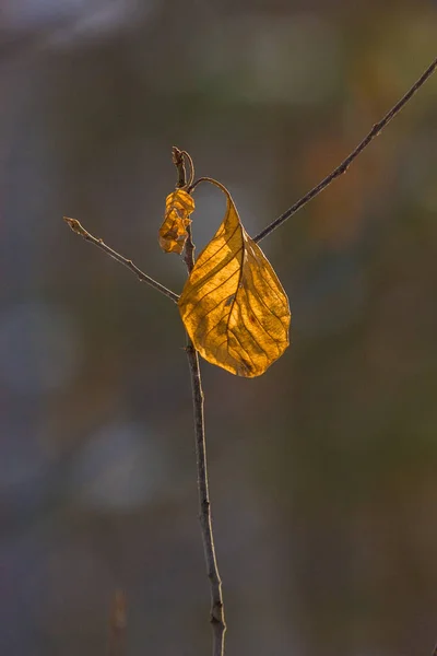 Gele Droge Bladeren Close Natuurlijke Bos Achtergrond Symbool Van Herfst — Stockfoto