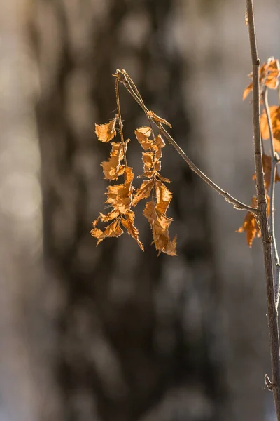 黄色干燥的叶子特写在自然森林的背景 秋天的象征 油漆的秋天的木材 最后的传单留在树枝上 — 图库照片