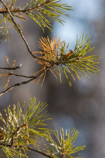 Needles Branches Spruce Close Late Autumn Early Winter Dried Yellow — Stock Photo, Image