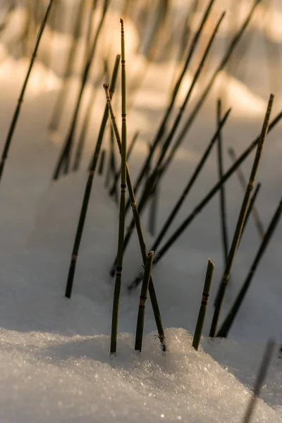 スギナ ツクシ 草のヘビ Puzzlegrass が唯一の生きているトクサ 種子ではなく胞子によって再現維管束植物家族の属 冬の植物 — ストック写真