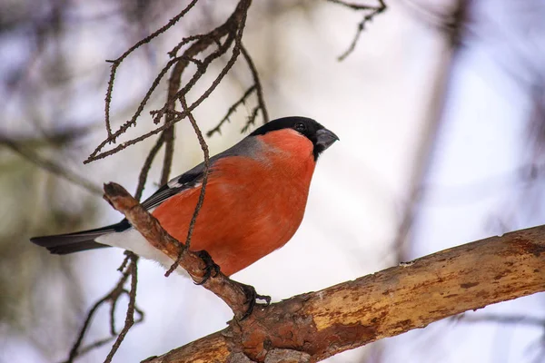 Common Bird Bullfinch Pyrrhula Red Breast Sitting Snow Maple Branch — Stock Photo, Image